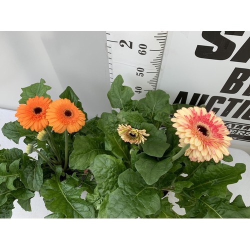 124 - TWO EXTRA LARGE GERBERA PINK/YELLOW AND ORANGE PATIO PLANTS IN 3 LTR POTS APPROX 60-70CM IN HEIGHT P... 