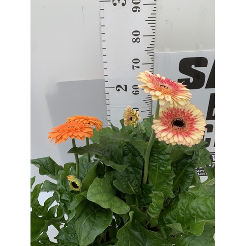 124 - TWO EXTRA LARGE GERBERA PINK/YELLOW AND ORANGE PATIO PLANTS IN 3 LTR POTS APPROX 60-70CM IN HEIGHT P... 