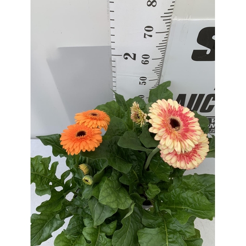 124 - TWO EXTRA LARGE GERBERA PINK/YELLOW AND ORANGE PATIO PLANTS IN 3 LTR POTS APPROX 60-70CM IN HEIGHT P... 