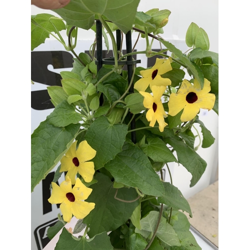 127 - TWO BLACK-EYED SUSAN THUNBERGIA ALATA WHITE AND YELLOW IN 3 LTR POTS APPROX 80CM IN HEIGHT PLUS VAT ... 