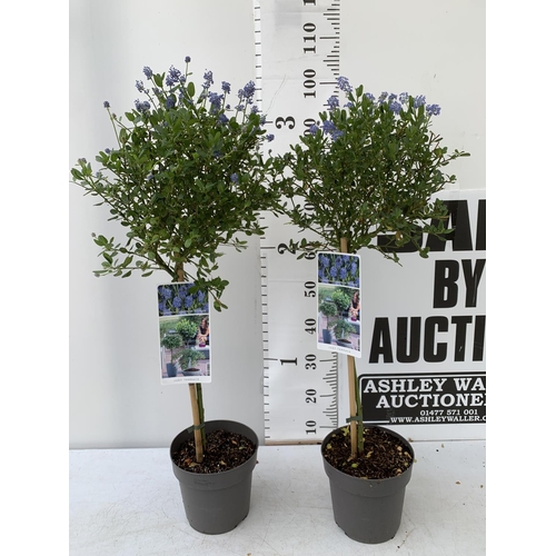 128 - TWO CEANOTHUS IMPRESSUS STANDARD TREES 'VICTORIA' IN FLOWER APPROX A METRE IN HEIGHT IN 3 LTR POTS P... 