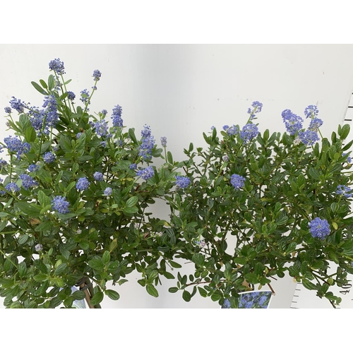 128 - TWO CEANOTHUS IMPRESSUS STANDARD TREES 'VICTORIA' IN FLOWER APPROX A METRE IN HEIGHT IN 3 LTR POTS P... 