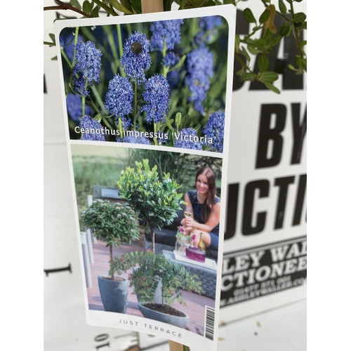 128 - TWO CEANOTHUS IMPRESSUS STANDARD TREES 'VICTORIA' IN FLOWER APPROX A METRE IN HEIGHT IN 3 LTR POTS P... 