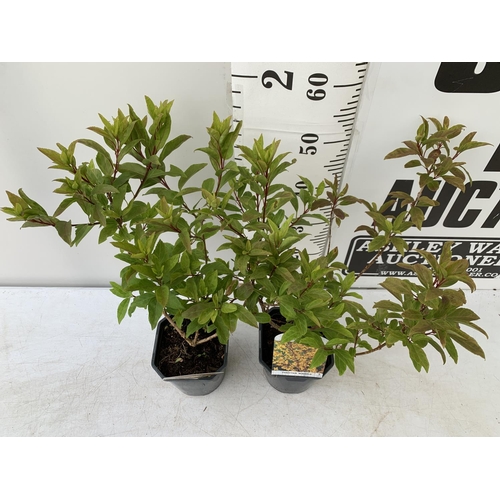 134 - TWO FORSYTHIA 'MINIGOLD' APPROX 60CM IN HEIGHT IN 2 LTR POTS PLUS VAT TO BE SOLD FOR THE TWO