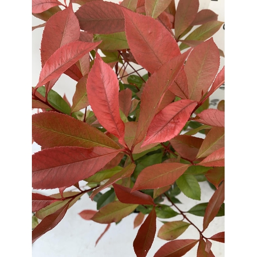 136 - TWO PHOTINIA 'CARRE ROUGE' IN 3 LTR POTS APPROX 80CM IN HEIGHT PLUS VAT TO BE SOLD FOR THE TWO