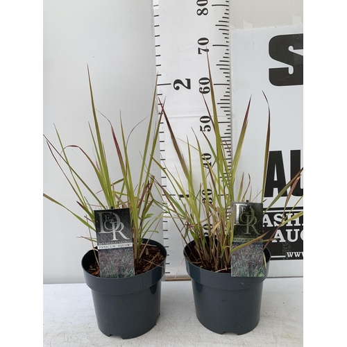 137 - TWO HARDY ORNAMENTAL GRASSES CAREX 'FEATHER FALLS' AND 'IRISH GREEN' IN 3 LTR POTS APPROX 50CM IN HE... 