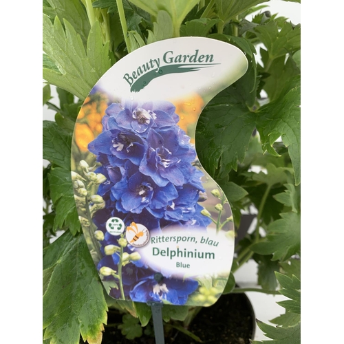 17 - TWO BLUE DELPHINIUMS IN 3 LTR POTS APPROX 50-60CM IN HEIGHT PLUS VAT TO BE SOLD FOR THE TWO