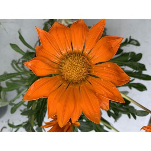 23 - EIGHT GAZANIA FLAMED IN 1.2 LTR POTS 20-30CM TALL TO BE SOLD FOR THE EIGHT PLUS VAT