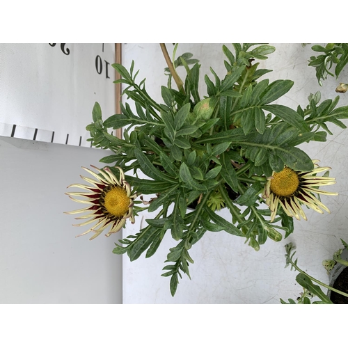 24 - EIGHT GAZANIA FLAMED IN 1.2 LTR POTS 20-30CM TALL TO BE SOLD FOR THE EIGHT PLUS VAT