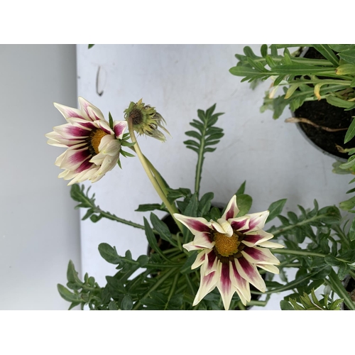 24 - EIGHT GAZANIA FLAMED IN 1.2 LTR POTS 20-30CM TALL TO BE SOLD FOR THE EIGHT PLUS VAT