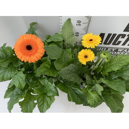 32 - TWO EXTRA LARGE GERBERA YELLOW AND ORANGE PATIO PLANTS IN 3 LTR POTS APPROX 50-70CM IN HEIGHT PLUS V... 