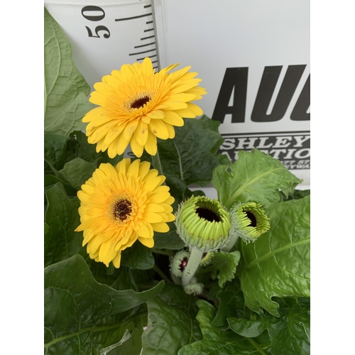 32 - TWO EXTRA LARGE GERBERA YELLOW AND ORANGE PATIO PLANTS IN 3 LTR POTS APPROX 50-70CM IN HEIGHT PLUS V... 