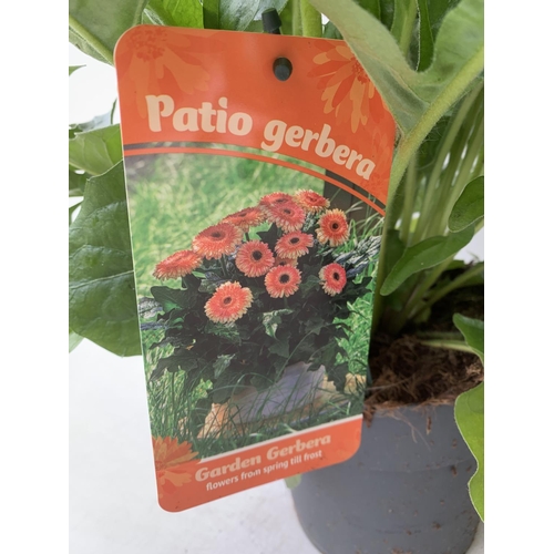 32 - TWO EXTRA LARGE GERBERA YELLOW AND ORANGE PATIO PLANTS IN 3 LTR POTS APPROX 50-70CM IN HEIGHT PLUS V... 