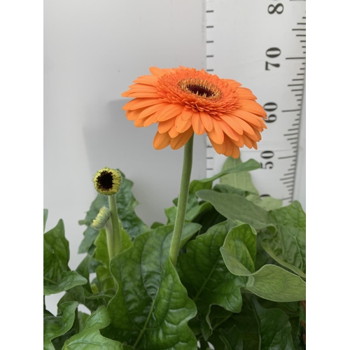 32 - TWO EXTRA LARGE GERBERA YELLOW AND ORANGE PATIO PLANTS IN 3 LTR POTS APPROX 50-70CM IN HEIGHT PLUS V... 