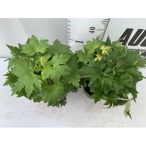 34 - TWO BLUE DELPHINIUMS IN 3 LTR POTS APPROX 50-60CM IN HEIGHT PLUS VAT TO BE SOLD FOR THE TWO