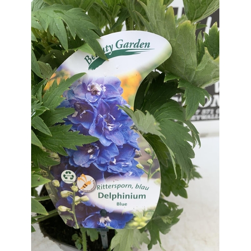 35 - TWO BLUE DELPHINIUMS IN 3 LTR POTS APPROX 50-60CM IN HEIGHT PLUS VAT TO BE SOLD FOR THE TWO