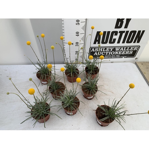 38 - EIGHT CRASPEDIA GLOBOSA YELLOW GOLF BEAUTY IN 1 LTR POTS ON A TRAY APPROX  50-60CM IN HEIGHT PLUS VA... 