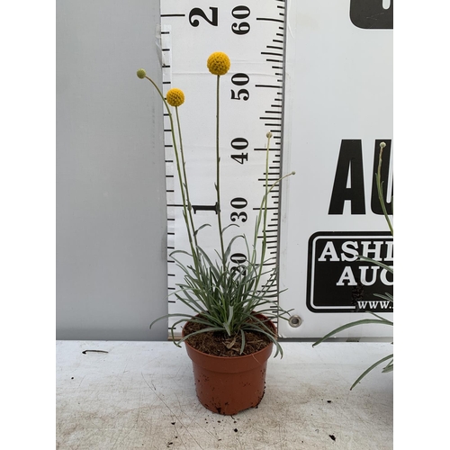 38 - EIGHT CRASPEDIA GLOBOSA YELLOW GOLF BEAUTY IN 1 LTR POTS ON A TRAY APPROX  50-60CM IN HEIGHT PLUS VA... 