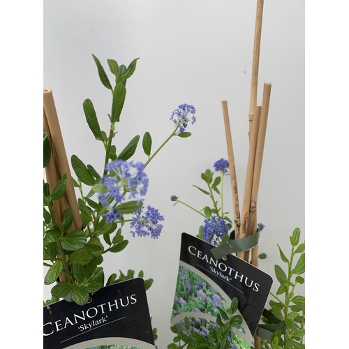 40 - TWO CEANOTHUS 'SKYLARK' IN 2 LTR POTS ON A PYRAMID FRAME APPROX 60-70CM IN HEIGHT PLUS VAT TO BE SOL... 