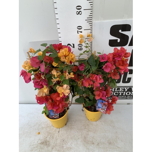 43 - TWO BOUGAINVILLEA DANIA PINK AND ORANGE MIX ON A TRELLIS, 2 LTR POTS HEIGHT 70CM. PATIO READY TO BE ... 