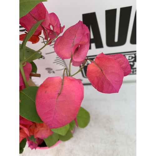 44 - TWO BOUGAINVILLEA DANIA DEEP PINK ON A TRELLIS, 2 LTR POTS HEIGHT 70CM. PATIO READY TO BE SOLD FOR T... 