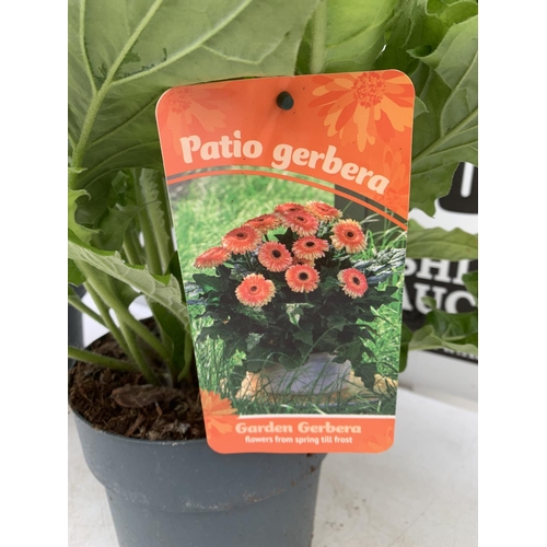 5 - TWO EXTRA LARGE GERBERA RED AND ORANGE/PINK PATIO PLANTS IN 3 LTR POTS APPROX 70CM IN HEIGHT PLUS VA... 