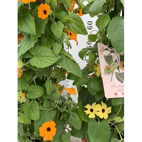 52 - TWO BLACK-EYED SUSAN THUNBERGIA ALATA DEEP ORANGE  AND YELLOW IN 3 LTR POTS APPROX 80CM IN HEIGHT PL... 