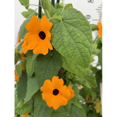 52 - TWO BLACK-EYED SUSAN THUNBERGIA ALATA DEEP ORANGE  AND YELLOW IN 3 LTR POTS APPROX 80CM IN HEIGHT PL... 