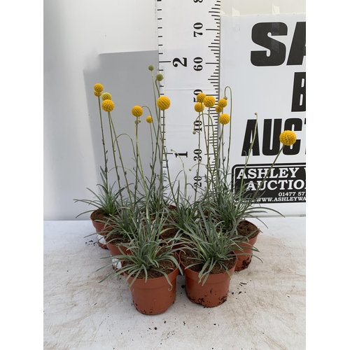 53 - EIGHT CRASPEDIA GLOBOSA YELLOW GOLF BEAUTY IN 1 LTR POTS ON A TRAY APPROX  50-60CM IN HEIGHT PLUS VA... 