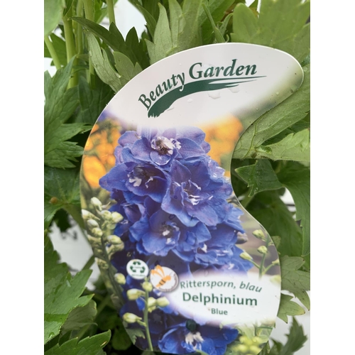 63 - TWO BLUE DELPHINIUMS IN 3 LTR POTS APPROX 50CM IN HEIGHT PLUS VAT TO BE SOLD FOR THE TWO