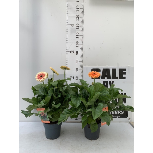 64 - TWO EXTRA LARGE GERBERA PINK/YELLOW AND ORANGE PATIO PLANTS IN 3 LTR POTS APPROX 70CM IN HEIGHT PLUS... 