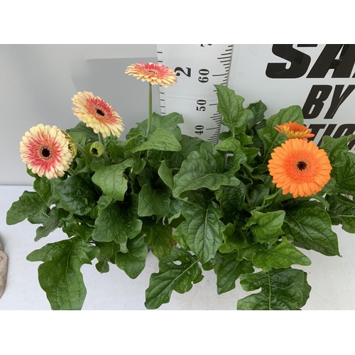 64 - TWO EXTRA LARGE GERBERA PINK/YELLOW AND ORANGE PATIO PLANTS IN 3 LTR POTS APPROX 70CM IN HEIGHT PLUS... 