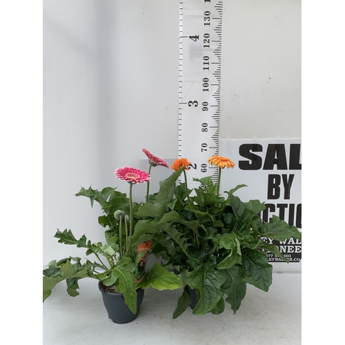 80 - TWO EXTRA LARGE GERBERA PINK AND ORANGE PATIO PLANTS IN 3 LTR POTS APPROX 70CM IN HEIGHT PLUS VAT TO... 