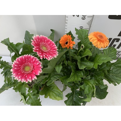 80 - TWO EXTRA LARGE GERBERA PINK AND ORANGE PATIO PLANTS IN 3 LTR POTS APPROX 70CM IN HEIGHT PLUS VAT TO... 