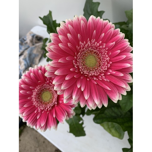 80 - TWO EXTRA LARGE GERBERA PINK AND ORANGE PATIO PLANTS IN 3 LTR POTS APPROX 70CM IN HEIGHT PLUS VAT TO... 