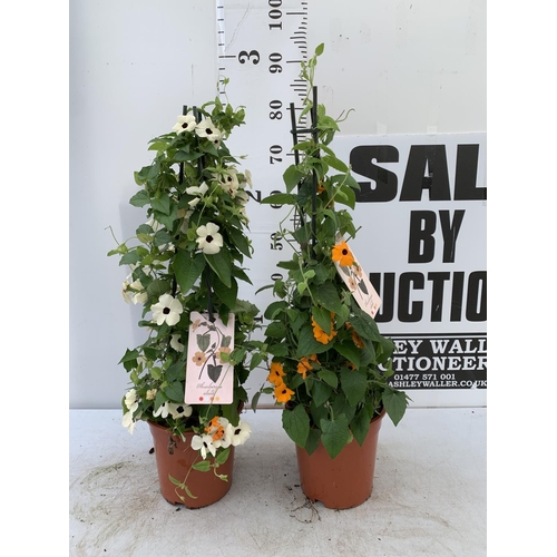 85 - TWO BLACK-EYED SUSAN THUNBERGIA ALATA DEEP ORANGE AND WHITE IN 3 LTR POTS APPROX 80CM IN HEIGHT PLUS... 