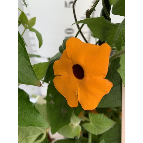 85 - TWO BLACK-EYED SUSAN THUNBERGIA ALATA DEEP ORANGE AND WHITE IN 3 LTR POTS APPROX 80CM IN HEIGHT PLUS... 