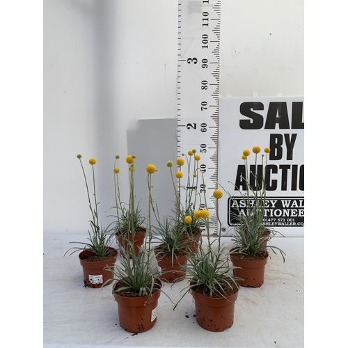 87 - EIGHT CRASPEDIA GLOBOSA YELLOW GOLF BEAUTY IN 1 LTR POTS ON A TRAY APPROX  50-60CM IN HEIGHT PLUS VA... 