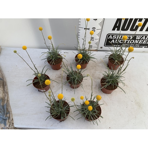 87 - EIGHT CRASPEDIA GLOBOSA YELLOW GOLF BEAUTY IN 1 LTR POTS ON A TRAY APPROX  50-60CM IN HEIGHT PLUS VA... 