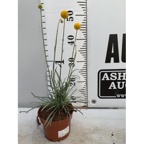 87 - EIGHT CRASPEDIA GLOBOSA YELLOW GOLF BEAUTY IN 1 LTR POTS ON A TRAY APPROX  50-60CM IN HEIGHT PLUS VA... 