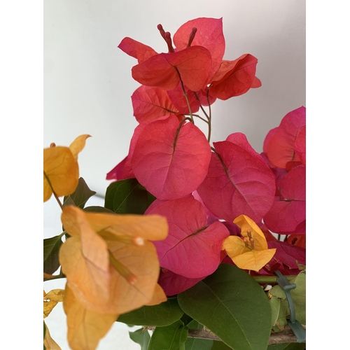 93 - TWO BOUGAINVILLEA DANIA DEEP PINK AND ORANGE MIX ON A TRELLIS, 2 LTR POTS HEIGHT 70CM. PATIO READY T... 