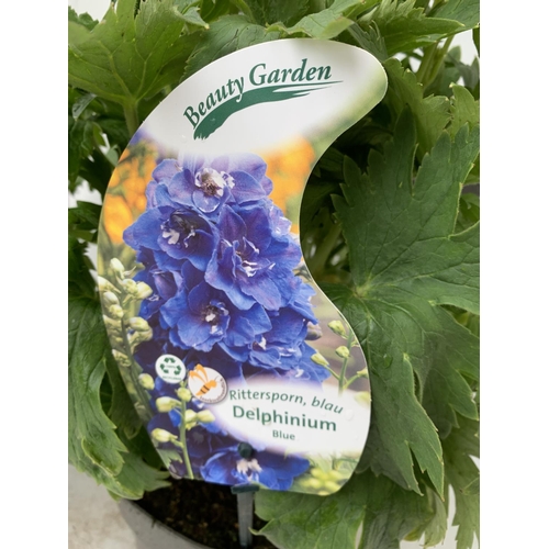 94 - TWO BLUE DELPHINIUMS IN 3 LTR POTS APPROX 50-60CM IN HEIGHT PLUS VAT TO BE SOLD FOR THE TWO