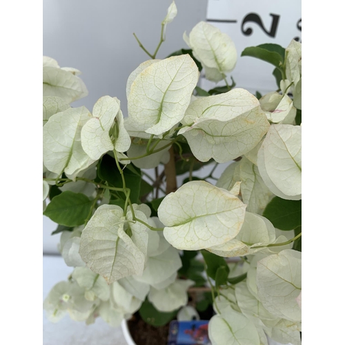 98 - TWO BOUGAINVILLEA DANIA WHITE ON A TRELLIS, 2 LTR POTS HEIGHT 70CM. PATIO READY TO BE SOLD FOR THE T... 