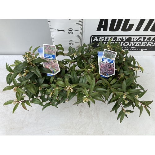 133 - TWO LEUCOTHOE 'ROYAL RUBY' AND 'BURNING LOVE' IN 2 LTR POTS 40CM TALL PLUS VAT TO BE SOLD FOR THE TW... 