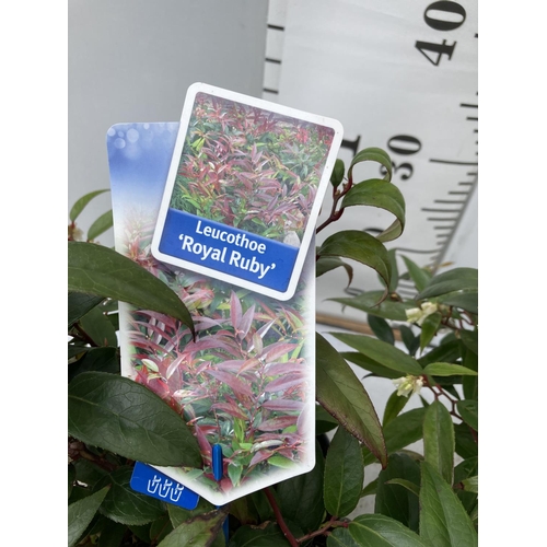 133 - TWO LEUCOTHOE 'ROYAL RUBY' AND 'BURNING LOVE' IN 2 LTR POTS 40CM TALL PLUS VAT TO BE SOLD FOR THE TW... 