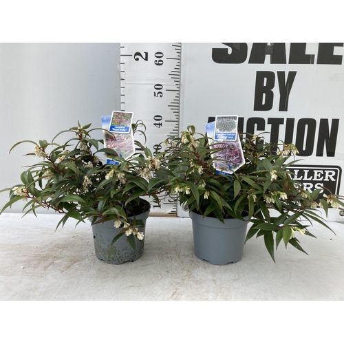 61 - TWO LEUCOTHOE 'ROYAL RUBY' AND 'BURNING LOVE' IN 2 LTR POTS 40CM TALL PLUS VAT TO BE SOLD FOR THE TW... 