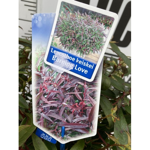 61 - TWO LEUCOTHOE 'ROYAL RUBY' AND 'BURNING LOVE' IN 2 LTR POTS 40CM TALL PLUS VAT TO BE SOLD FOR THE TW... 