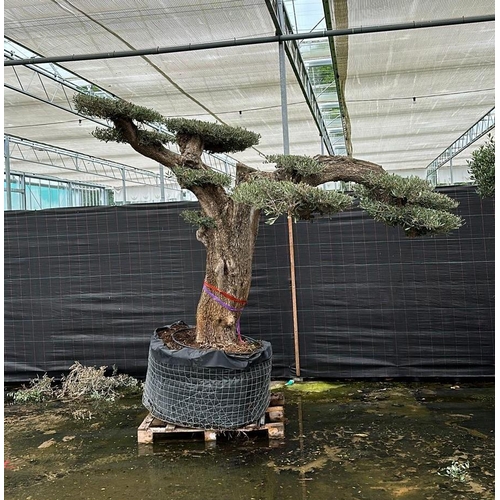 1 - A VERY LARGE OLEA EUROPAEA OLIVE TREE IN A POM POM CLOUD DESIGN