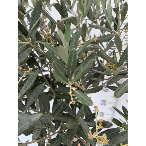 107 - TWO OLIVE EUROPEA STANDARD TREES APPROX 110-120CM IN HEIGHT IN 4 LTR POTS NO VAT TO BE SOLD FOR THE ... 