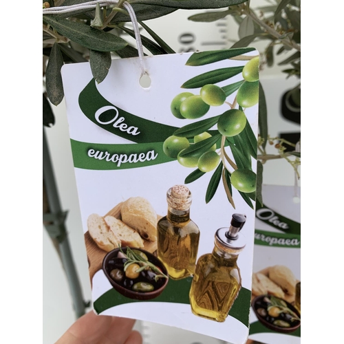 107 - TWO OLIVE EUROPEA STANDARD TREES APPROX 110-120CM IN HEIGHT IN 4 LTR POTS NO VAT TO BE SOLD FOR THE ... 